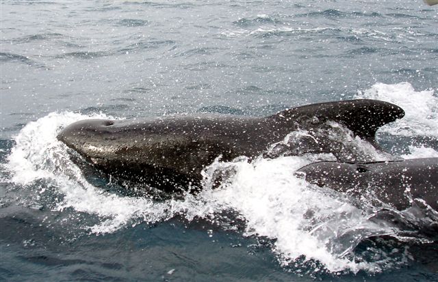 Those great foreheads could have stove our hull easily...